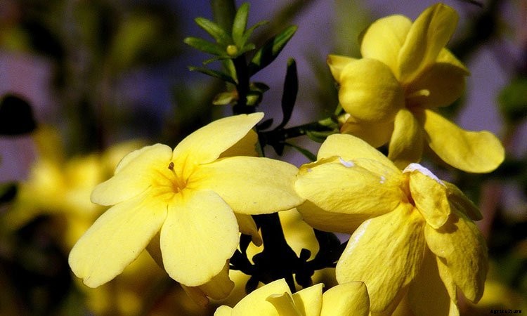 Jasmine Plant: Grow and Care for Jasminum