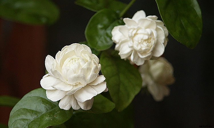 Jasmine Plant: Grow and Care for Jasminum