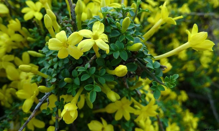 Jasmine Plant: Grow and Care for Jasminum