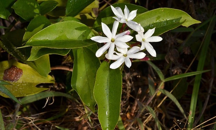 Jasmine Plant: Grow and Care for Jasminum