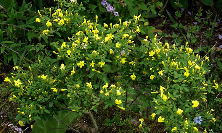 Jasmine Plant: Grow and Care for Jasminum
