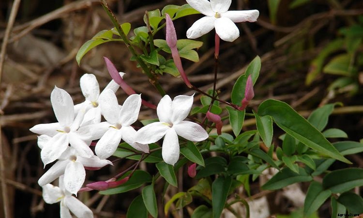 Jasmine Plant: Grow and Care for Jasminum