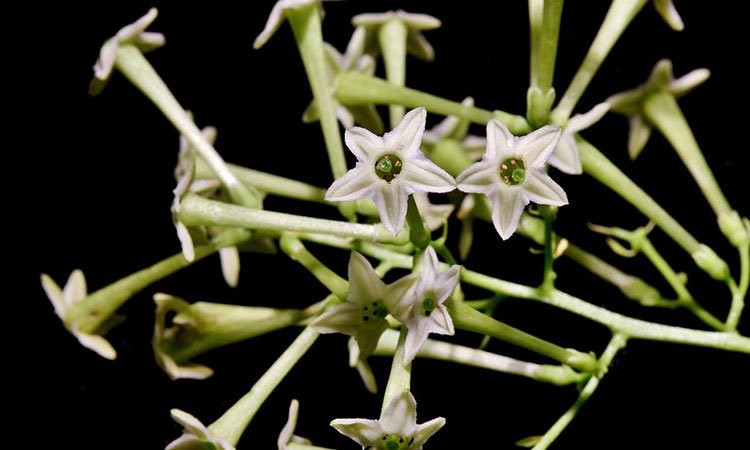 Jasmine Plant: Grow and Care for Jasminum