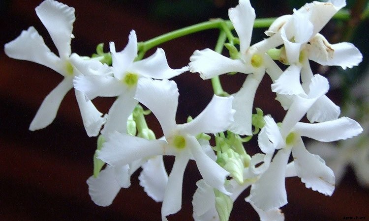 Jasmine Plant: Grow and Care for Jasminum