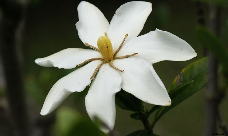 Jasmine Plant: Grow and Care for Jasminum