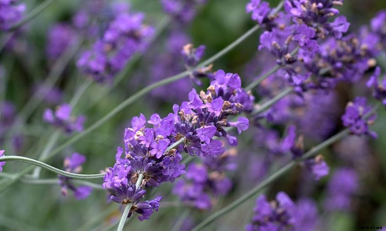 Catmint: Grow and Care for Nepeta