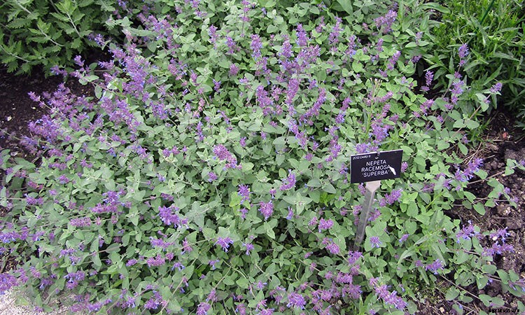 Catmint: Grow and Care for Nepeta