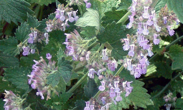 Catmint: Grow and Care for Nepeta