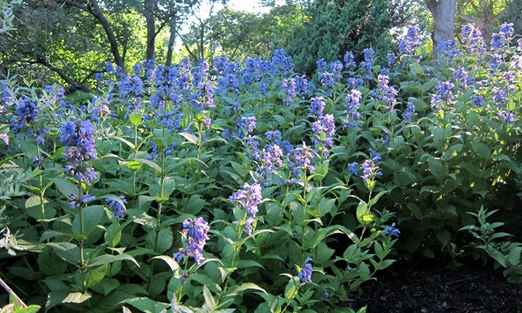 Catmint: Grow and Care for Nepeta