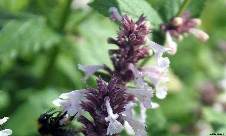 Catmint: Grow and Care for Nepeta