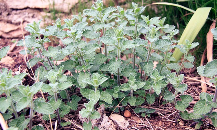 Catmint: Grow and Care for Nepeta