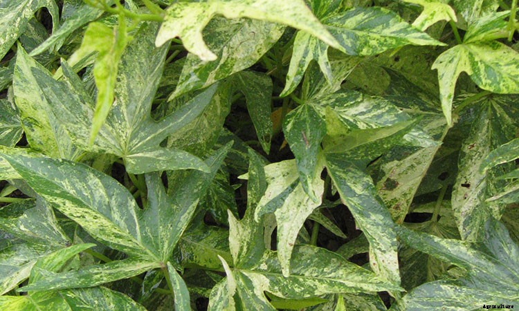 Sweet Potato Vine: Grow and Care for Ipomoea Batatas