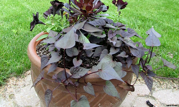 Sweet Potato Vine: Grow and Care for Ipomoea Batatas