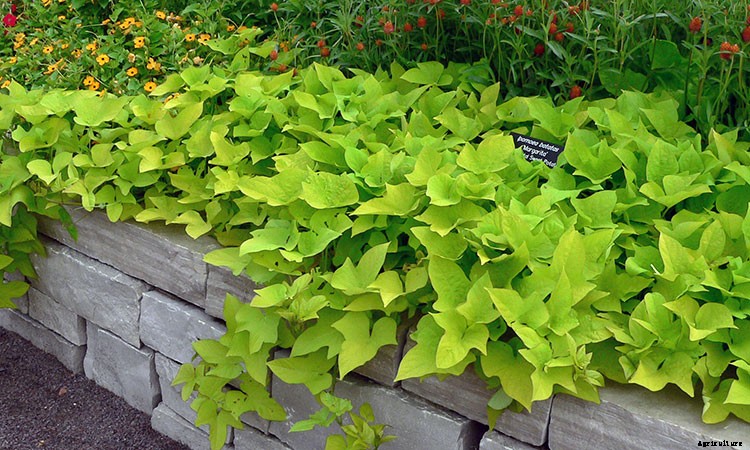Sweet Potato Vine: Grow and Care for Ipomoea Batatas