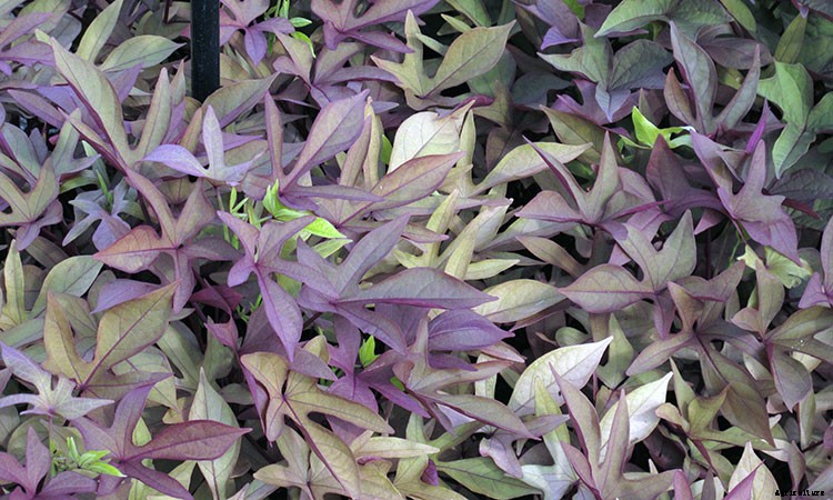 Sweet Potato Vine: Grow and Care for Ipomoea Batatas