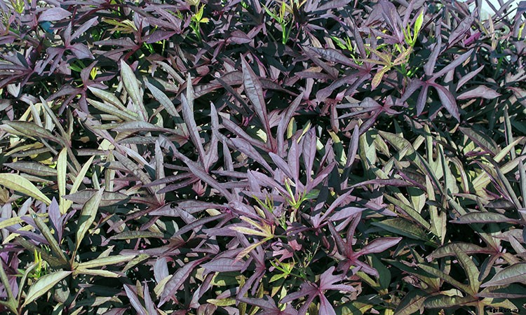 Sweet Potato Vine: Grow and Care for Ipomoea Batatas