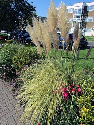 Pampas Grass: Grow and Care for Cortaderia Selloana