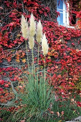 Pampas Grass: Grow and Care for Cortaderia Selloana