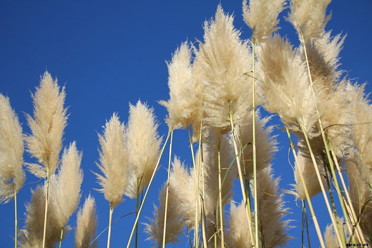 Pampas Grass: Grow and Care for Cortaderia Selloana