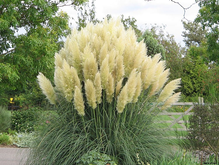 Pampas Grass: Grow and Care for Cortaderia Selloana