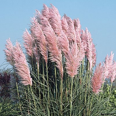 Pampas Grass: Grow and Care for Cortaderia Selloana