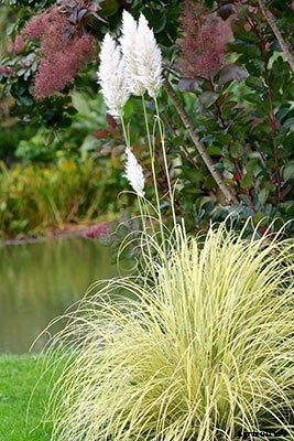 Pampas Grass: Grow and Care for Cortaderia Selloana