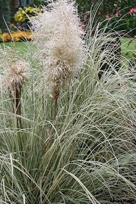 Pampas Grass: Grow and Care for Cortaderia Selloana