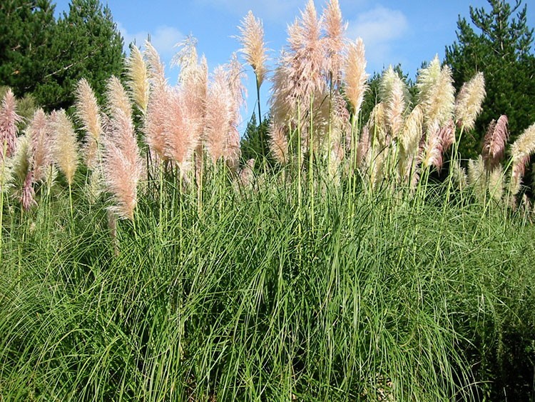Pampas Grass: Grow and Care for Cortaderia Selloana
