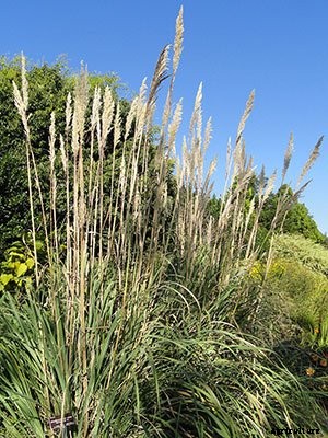 Pampas Grass: Grow and Care for Cortaderia Selloana