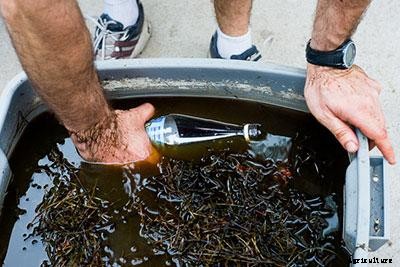 21+ Organic Fertilizers and How To Use Them In Your Garden