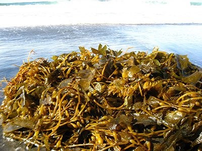 21+ Organic Fertilizers and How To Use Them In Your Garden