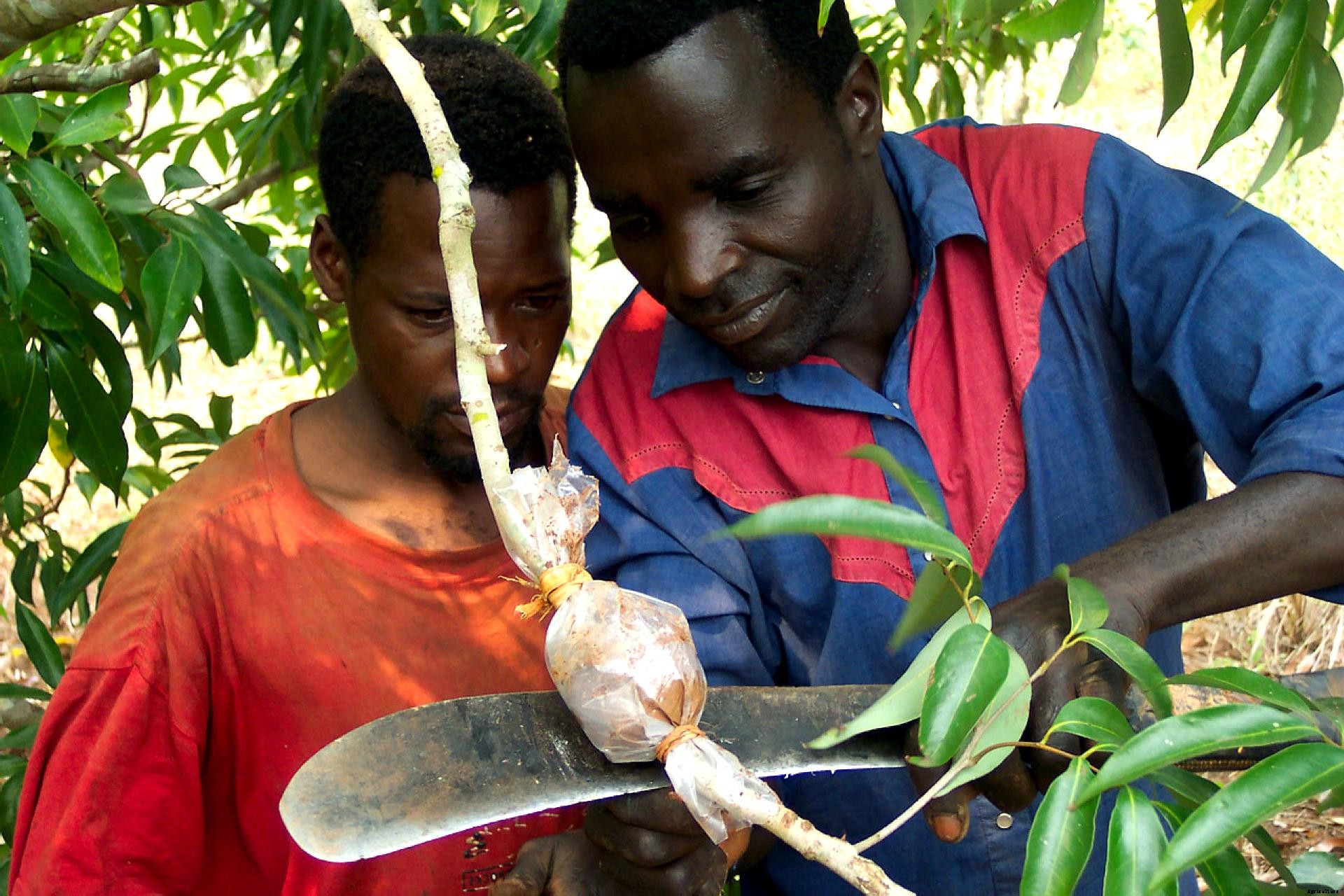 Air Layering: Propagating Difficult-Rooting Plants