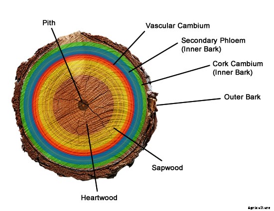 Air Layering: Propagating Difficult-Rooting Plants