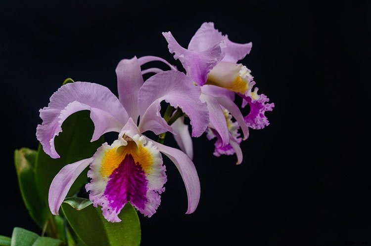 7 Famous Types of Orchids You Can Grow