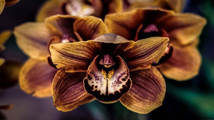 7 Famous Types of Orchids You Can Grow