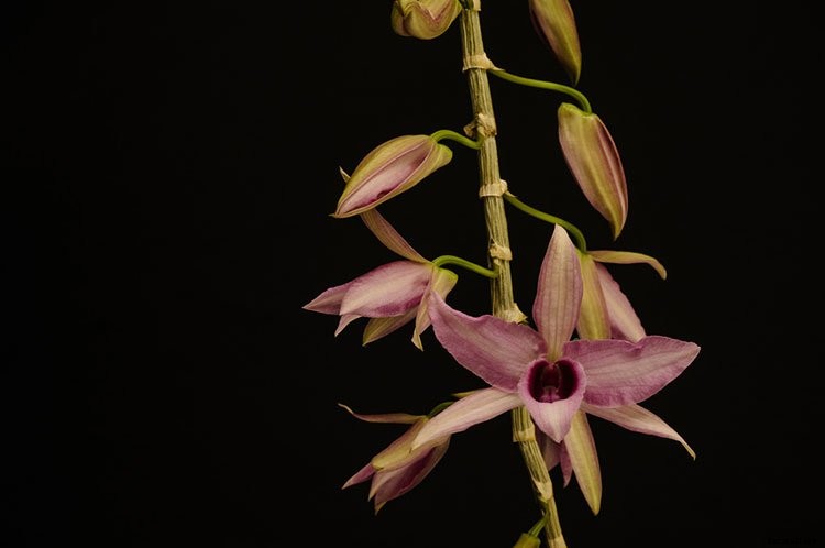 7 Famous Types of Orchids You Can Grow