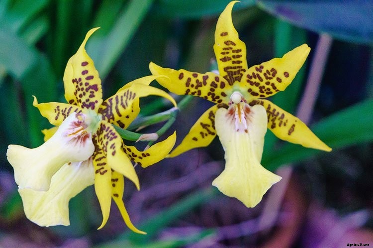 7 Famous Types of Orchids You Can Grow
