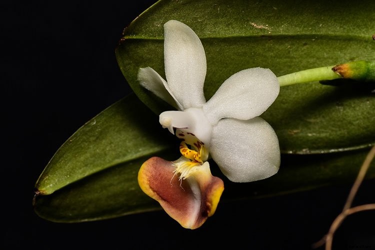7 Famous Types of Orchids You Can Grow