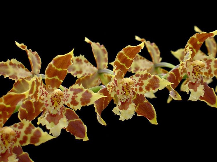 7 Famous Types of Orchids You Can Grow