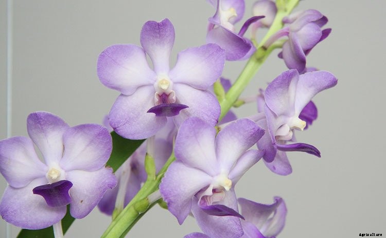 7 Famous Types of Orchids You Can Grow