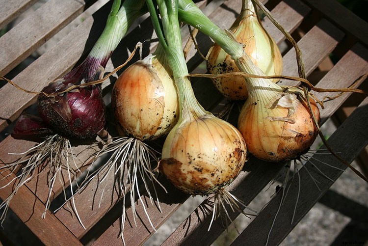 A Simple Technique For Growing Onions From Seed