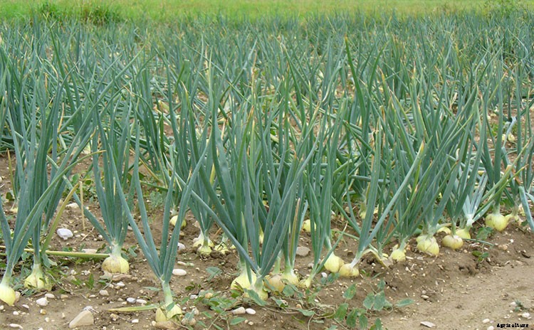 A Simple Technique For Growing Onions From Seed