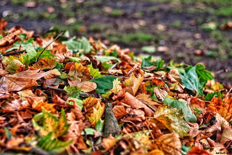 Composting Leaves: How to Achieve Fast Leaf Decay