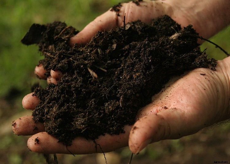 Composting Leaves: How to Achieve Fast Leaf Decay