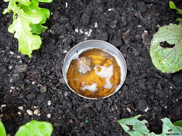 6 Off The Wall Gardening Ideas To Try This Spring