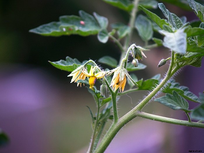 6 Off The Wall Gardening Ideas To Try This Spring