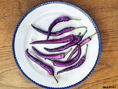 Bring on the Sizzle This Summer 8 New Hot Peppers for 2018