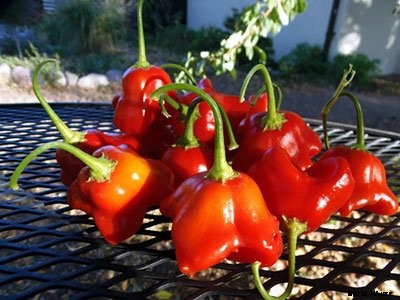 Bring on the Sizzle This Summer 8 New Hot Peppers for 2018