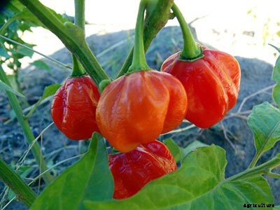 Bring on the Sizzle This Summer 8 New Hot Peppers for 2018