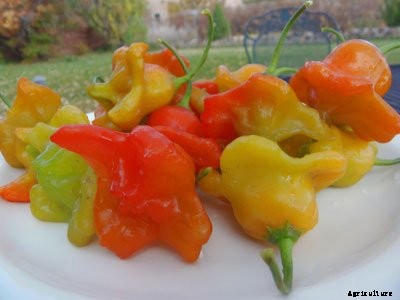Bring on the Sizzle This Summer 8 New Hot Peppers for 2018